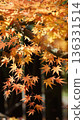 秋天的樹葉 136331514