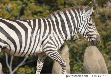 zebra  136331532