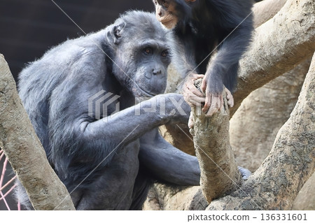 Chimpanzee 136331601