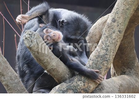 Chimpanzee 136331602