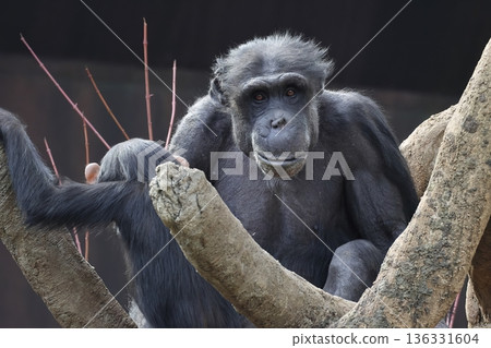 Chimpanzee 136331604