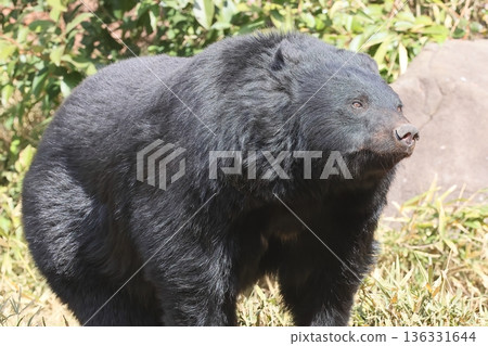Asian black bears Asian black bears 136331644