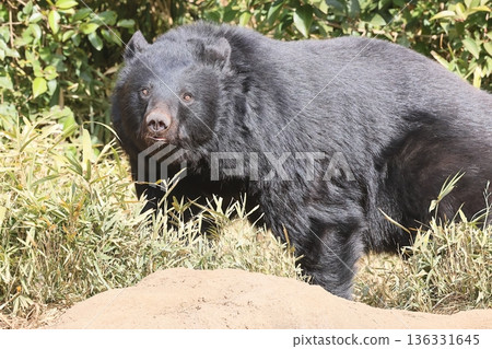 Asian black bears Asian black bears 136331645