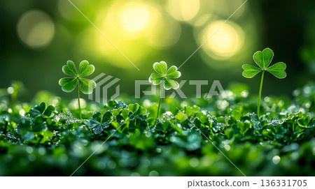 patrick day background Surrounded by Clover and Grass. patrick day background Surrounded by Clover and Grass. 136331705