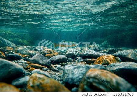 A brown trout swimming underwater, surrounded by clear blue water with bubbles rising to the surface. A brown trout swimming underwater, surrounded by clear blue water with bubbles rising to the surface. 136331706