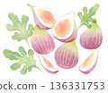 Fresh fig illustration in watercolor style 136331753