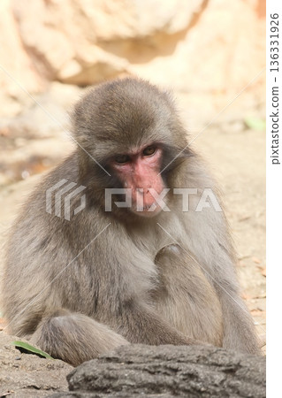 monkey 136331926