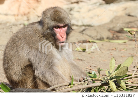 monkey monkey 136331927