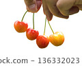 cherry in hand 136332023