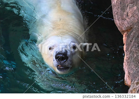 Polar bears 136332184