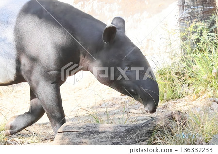 巴庫 巴庫 136332233