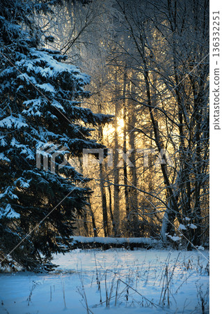 Golden sunbeams filter through snow-covered trees in a serene winter forest landscape Golden sunbeams filter through snow-covered trees in a serene winter forest landscape 136332251