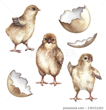 Set with newly hatched chicks and eggshells. Hand-drawn watercolor illustration. For Easter greeting cards. For product packaging, labels, textiles, and more. Set with newly hatched chicks and eggshells. Hand-drawn watercolor illustration. For Easter greeting cards. For product packaging, labels, textiles, and more. 136332263