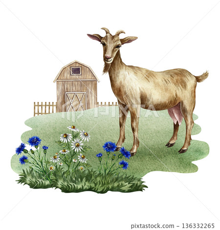 Goat in a farmyard. Hand-drawn watercolor illustration. Beautiful, colorful image. Perfect for dairy product advertising, banners, posters, packaging, labels, and more. Goat in a farmyard. Hand-drawn watercolor illustration. Beautiful, colorful image. Perfect for dairy product advertising, banners, posters, packaging, labels, and more. 136332265