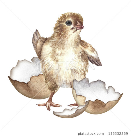 A newly hatched chicken. Hand-drawn watercolor illustration. For Easter greeting cards and invitations. For packaging, labels, textiles, and more. 136332269