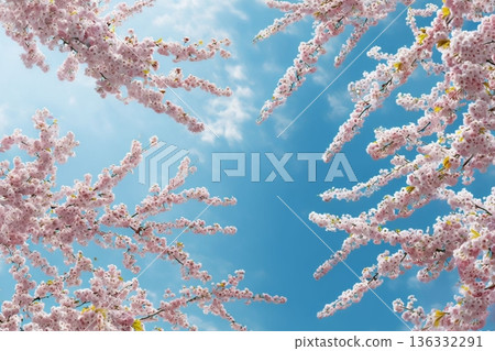 Sakura that shines in the blue sky Sakura that shines in the blue sky 136332291