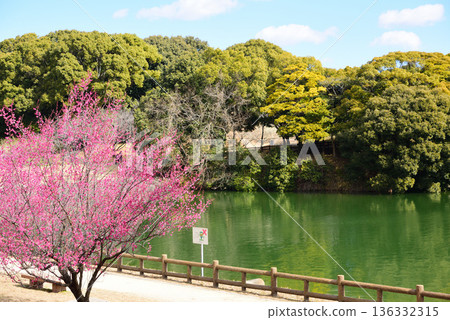 赤塔市薩富裡梅花節 赤塔市薩富裡梅花節 136332315