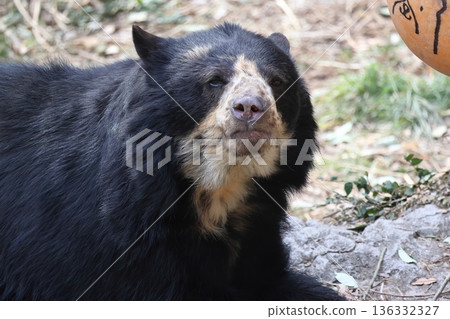 Eyeglasses 136332327