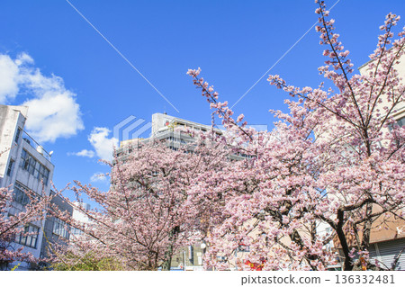 靜岡縣熱海市熱海櫻花、絲川散步道、2月初 靜岡縣熱海市熱海櫻花、絲川散步道、2月初 136332481