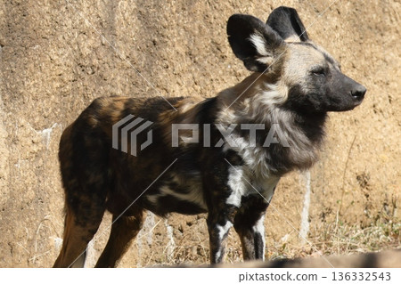 African wild dog African wild dog 136332543