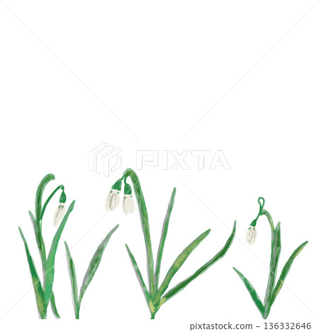 Watercolor hand-drawn illustration of three white snowdrop flowers 136332646