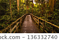 Wooden Boardwalk through Borneo Jungle at Sunset 136332740