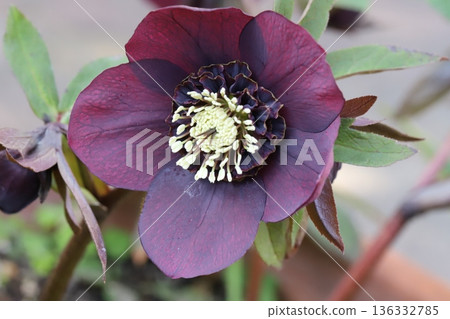 冬日花園裡盛開著紫紅色的聖誕玫瑰花 136332785