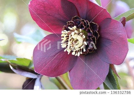 冬日花園裡盛開著紫紅色的聖誕玫瑰花 冬日花園裡盛開著紫紅色的聖誕玫瑰花 136332786