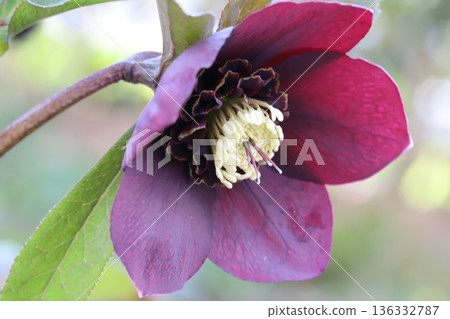 冬日花園裡盛開著紫紅色的聖誕玫瑰花 136332787