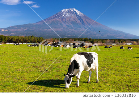 Cows on a ranch at Asagiri Plateau under a blue sky and snow-capped Mount Fuji in the background, Fujinomiya City, Shizuoka Prefecture Cows on a ranch at Asagiri Plateau under a blue sky and snow-capped Mount Fuji in the background, Fujinomiya City, Shizuoka Prefecture 136332810