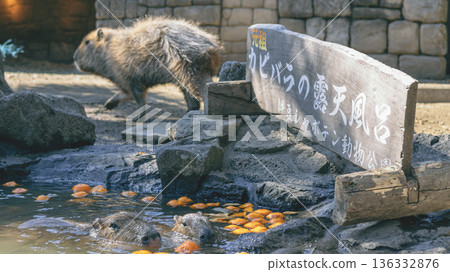 伊豆仙人掌動物園的水豚在溫泉裡放鬆身心,露天浴池裡則漂浮著橘子。 伊豆仙人掌動物園的水豚在溫泉裡放鬆身心,露天浴池裡則漂浮著橘子。 136332876