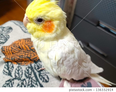 Winter: A hand-held cockatiel relaxing in a warm room Winter: A hand-held cockatiel relaxing in a warm room 136332914