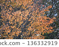 Autumn leaves trees 136332919