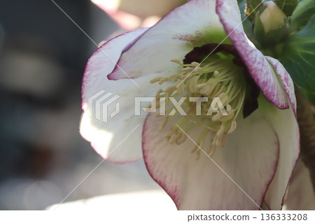 冬日花園裡盛開著白色花瓣、邊緣呈現紅紫色的聖誕玫瑰花。 冬日花園裡盛開著白色花瓣、邊緣呈現紅紫色的聖誕玫瑰花。 136333208
