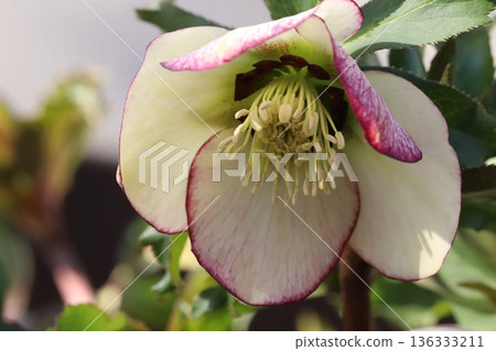 Christmas rose flowers with white petals edged in reddish purple blooming in a winter garden Christmas rose flowers with white petals edged in reddish purple blooming in a winter garden 136333211