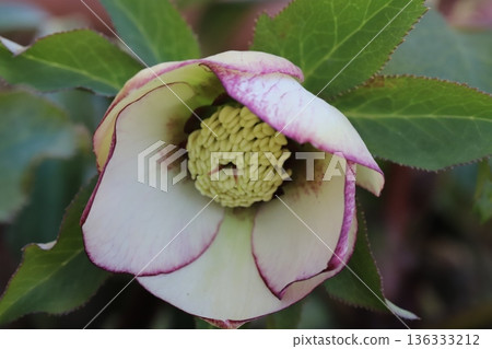 Christmas rose flowers with white petals edged in reddish purple blooming in a winter garden 136333212