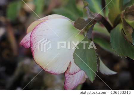 Christmas rose flowers with white petals edged in reddish purple blooming in a winter garden Christmas rose flowers with white petals edged in reddish purple blooming in a winter garden 136333213