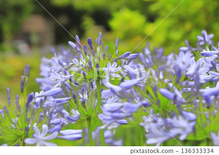 盛開的紫色蘭花或百子蓮 盛開的紫色蘭花或百子蓮 136333334