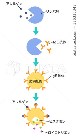 How allergies develop: The mechanism of hay fever 136333345