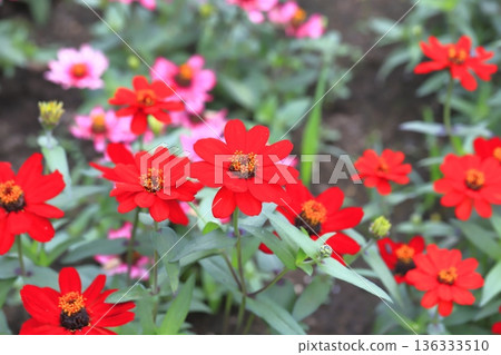 多年生植物美麗的花 136333510