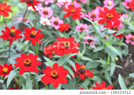Beautiful flower of perennials Beautiful flower of perennials 136333512