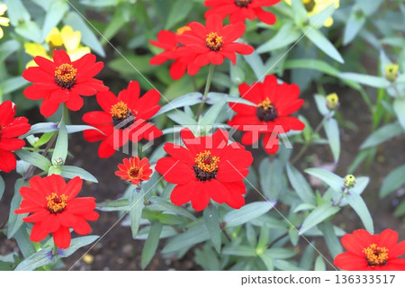 Beautiful flower of perennials Beautiful flower of perennials 136333517