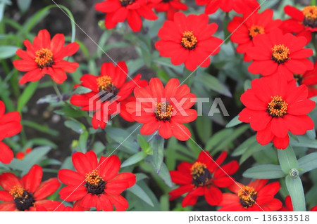 Beautiful flower of perennials Beautiful flower of perennials 136333518