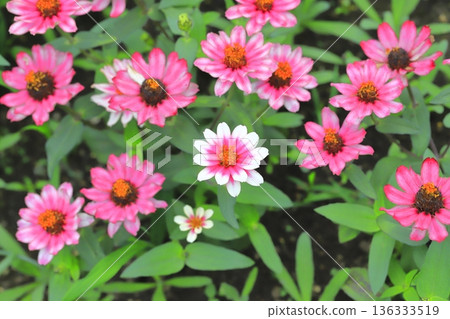 Beautiful flower of perennials 136333519