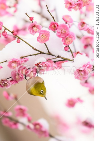 Snow-covered plum blossoms and a Japanese white-eye Snow-covered plum blossoms and a Japanese white-eye 136333533