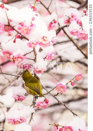 Snow-covered plum blossoms and a Japanese white-eye Snow-covered plum blossoms and a Japanese white-eye 136333535