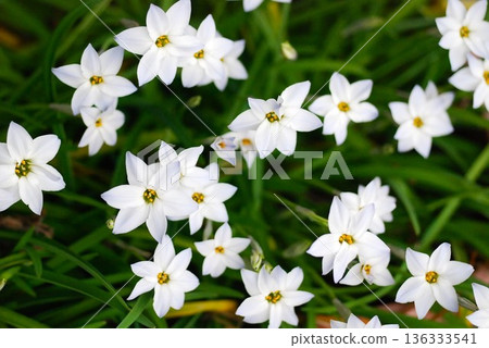 Hana flower flower 136333541