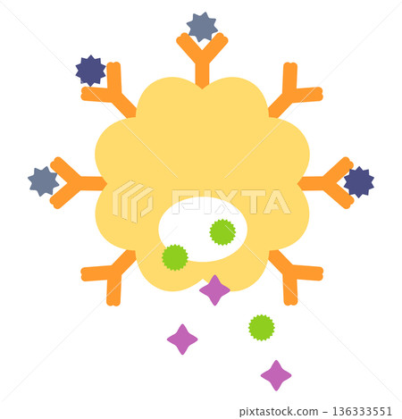 肥大細胞：當過敏原與 IgE 抗體結合時，會釋放組織胺和白三烯。 136333551