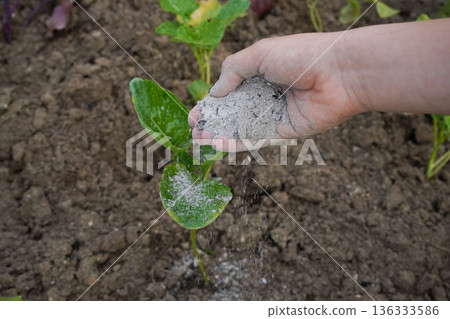 The cabbages receive a treatment of fine ash, spread by hand to prevent pest infestation organically. The cabbages receive a treatment of fine ash, spread by hand to prevent pest infestation organically. 136333586