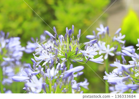 Purple Clivia or Agapanthus in full bloom Purple Clivia or Agapanthus in full bloom 136333684